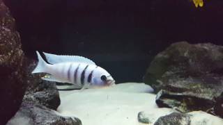 Cynotilapia sp hara gallireya reef samiec [upl. by Nimrahc]