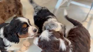 Stellas AussieDoodle Puppies at 6 Weeks [upl. by Randolph]