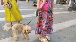 Maker Faire Trieste un cane robot a spasso per il centro città [upl. by Meares]