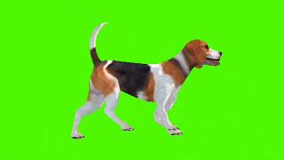 Dog green Screen  Idle bark Attack sit Stand  No Coppy right free to use [upl. by Pollock]