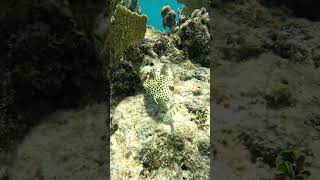 Spotted Trunkfish Cayman Islands 2024 travel snorkeling caymanislands fishnerd [upl. by Sharyl]