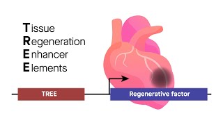 TREE therapy Tissue regeneration enhancer elements from zebrafish can help mammalian hearts heal [upl. by Nisaj]