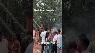 Gadhimai Temple like edit shorts gadhimai viral [upl. by Iru825]