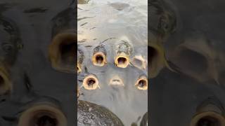 Carp grasping fishing angeln nature cauca pesca [upl. by Estevan439]