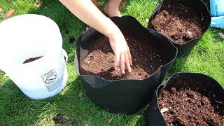 How to grow Potatoes In Containers  Complete Growing Guide [upl. by Lisab539]