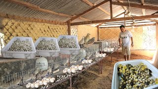 Amazing Modern Quail Farming Thousands of quail chicks for future layers │Episode 2 [upl. by Aroon]