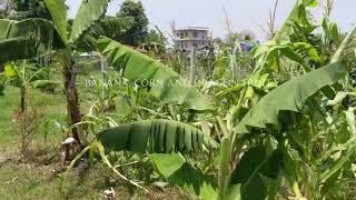 Banana Maize and Pitaya in Thulung Farm Thulung Farm thulungfarm [upl. by Lowenstern891]