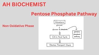 Pentose Phosphate PathwayHexose Monophosphate ShuntClass 11biology HMP ShuntOxidative Phase [upl. by Nwahsear]