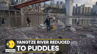 Drought in China causes Yangtze river to dry up lakes amp ponds reduced to rocks amp pebbles  WION [upl. by Eillom]