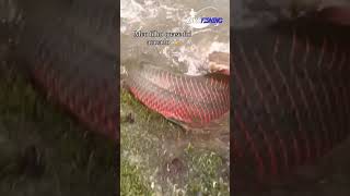 Ataque criança monster pirarucupescaria pesca peixe [upl. by Eiznek]