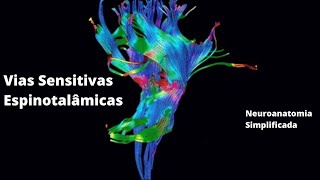 Vias Sensitivas  Espinotalâmicas  Neuroanatomia Simplificada [upl. by Htenywg620]