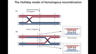 Homologous Recombination I [upl. by Dosi452]