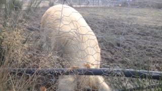 KuneKune pigs how they sound [upl. by Chessy]