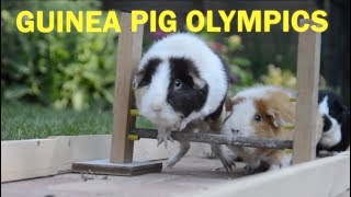 Guinea Pig Olympics  Parry Gripp [upl. by Tobit]