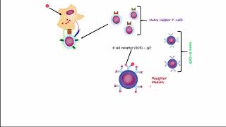 Adaptive Immunity Part 1  Humoral Immunity [upl. by Ennovihs]