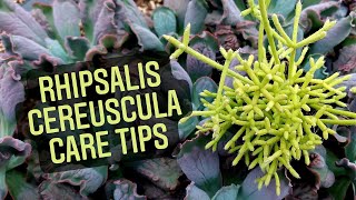 Rhipsalis cereuscula Care Tips [upl. by Imled]