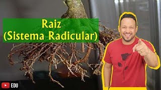 Raiz  Sistema Radicular  Conceito Funções e Partes  Morfologia Vegetal [upl. by Nirmak]