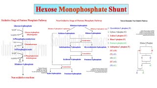 08 HMP Shunt Part 02  Significance of Hexose MonoPhosphate Shunt  PPP  Biochemistry [upl. by Aleekahs829]