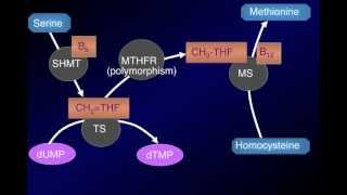 Dr Bruce N Ames  Triage Theory Poor Nutrition Accelerates Aging and Obesity April 2012 [upl. by Celine252]