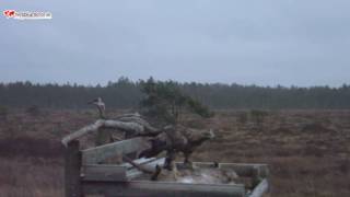 Webbkamerorse  Havsörnar och Kungsörnar i Store Mosse nationalpark [upl. by Esmeralda]