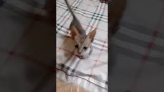 Toffy funny video 😂 cat funmoments [upl. by Wini102]