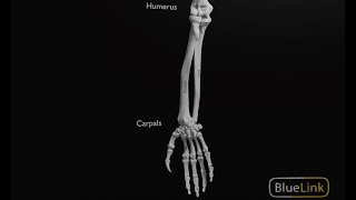 Supination and Pronation of the Hand [upl. by Jesh448]