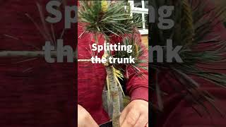 Styling a literati bonsai tree from a nursery plant bonsai shorts literati [upl. by Tearle]