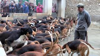 Feeding the Hounds at Frances Châteaux Cheverny [upl. by Minton130]