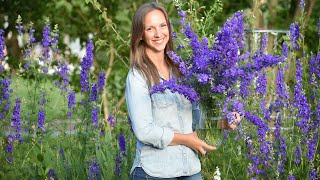 How to grow and harvest larkspur for fresh or dried arranging  Northlawn Flower Farms [upl. by Richlad]