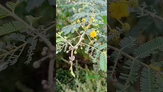 Gum Producing Plant Gum Arabia botanically called Acacia Nilotica belongs to Fabaceae Family botany [upl. by Dusen]