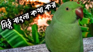 Parrot talk bangla  bird talkটিয়া পাখি বাংলা কথা বলে [upl. by Dosh]