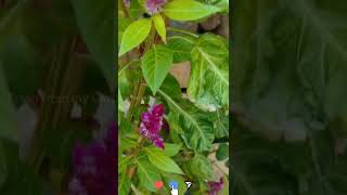 How to grow Celosia flowers in ur garden without buying seeds every year  Celosia flowers shorts [upl. by Sillek]