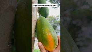 Hemat Budget Beli Buah Sejak Tanam Pepaya Sendiri shortsvideo food papaya mom [upl. by Tillinger]