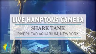 Hamptonscom  LIVE Relaxing Shark Cam w Music Long Island Aquarium New York [upl. by Assetan]