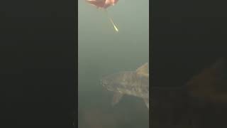 Chum salmon fishing at Green river Washington state washingtonstate pnw salmon mon [upl. by Iot]