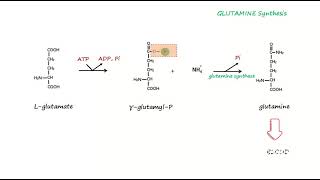 Glutamine Synthesis [upl. by Hterrag]