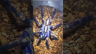 💛💯💛BLUE ORNAMENTAL TARANTULA💛💯💛FRESH MOLTED💛💯💛 tarantula spiderwildlife nature [upl. by Loydie]