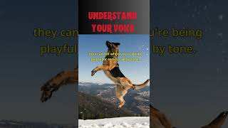 MindBlowing German Shepherd Intelligence understand your voice Facts shorts [upl. by Noirda]