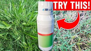 Weed Killer for Carpetgrass  Kill Carpet Grass Without Killing the Lawn [upl. by Tonnie]