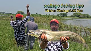 Wallago Fish Catching  Cheken Fishing  ABS Fishing Videos in Hindi [upl. by Aihsenat]