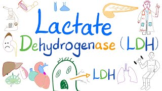 Lactate Dehydrogenase LDH  Organ Damage  Biochemistry Labs Clinical significance [upl. by Gati]