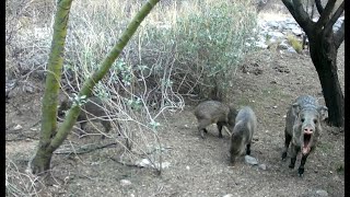 Baby Javelinas run around while one adult Javelina seems to yawn [upl. by Andromeda859]