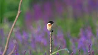 东亚石䳭 Amur Stonechat [upl. by Aiet]