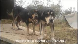 MOLOSSUS DOGS OF EPIRUS [upl. by Eads90]