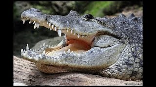 Deadly Morelets Crocodile H D [upl. by Kroll]