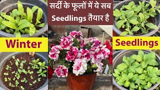 आओ देखे सर्दी के Seed Grown Plants जो Transplant के लिए ready हैं  Winter Flower Seedlings 2023 [upl. by Bright787]