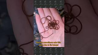 Horsehair Worm facts  not for the squeamish  Animal Fact Filesshortsfeed [upl. by Doty]