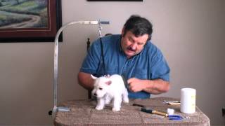 How to groom a westie puppy [upl. by Matelda547]