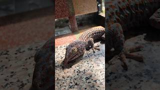 Có nắng thì đẹp hơn bao nhiêu gecko lizard reptiles animals iguana ตุ๊กแก pineapple8586 [upl. by Nyrual]