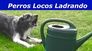 Perros Locos Ladrando Perros ladrando muy fuerte [upl. by Matthaeus]